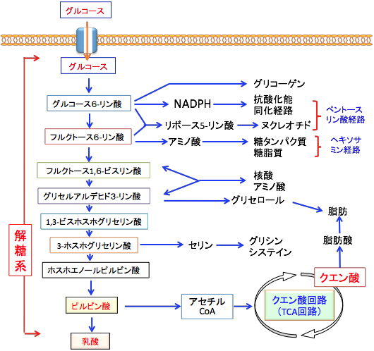 解糖系の中間代謝産物