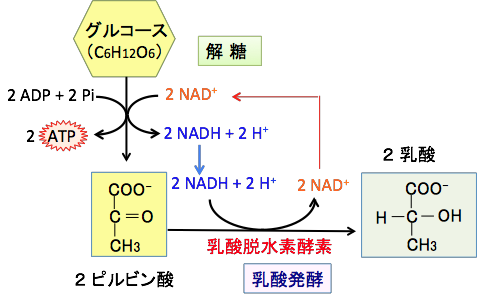 は 素 酵素 乳酸 脱水 と