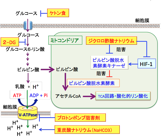 がんのアルカリ療法