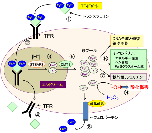 解糖系の中間代謝産物