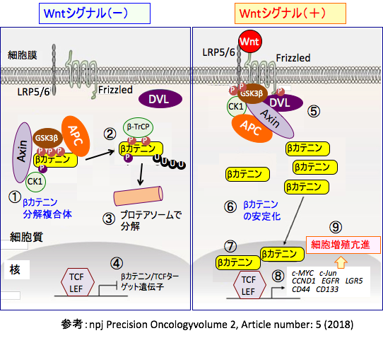 解糖系の中間代謝産物