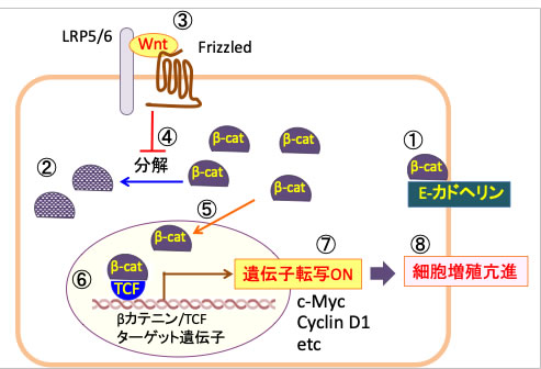 解糖系の中間代謝産物