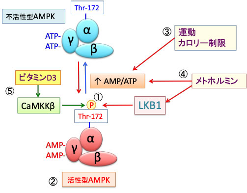 解糖系の中間代謝産物