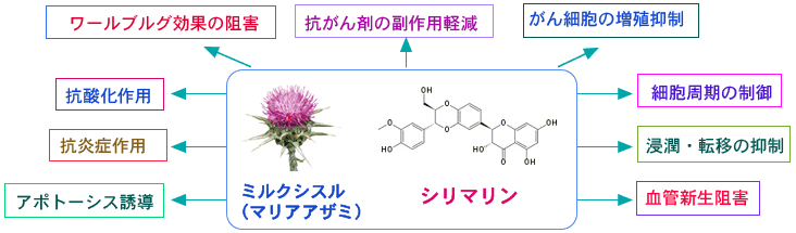 シリマリンの効果について