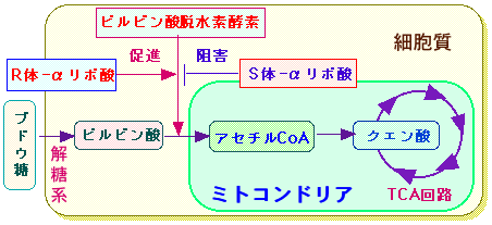 酸 アルファ リポ