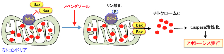 ベンダ 癌 フェン ゾール